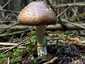 Párducgalóca (Amanita pantherina), Mátra. Gyengén fejlett, fehér, nem bordázott gallér